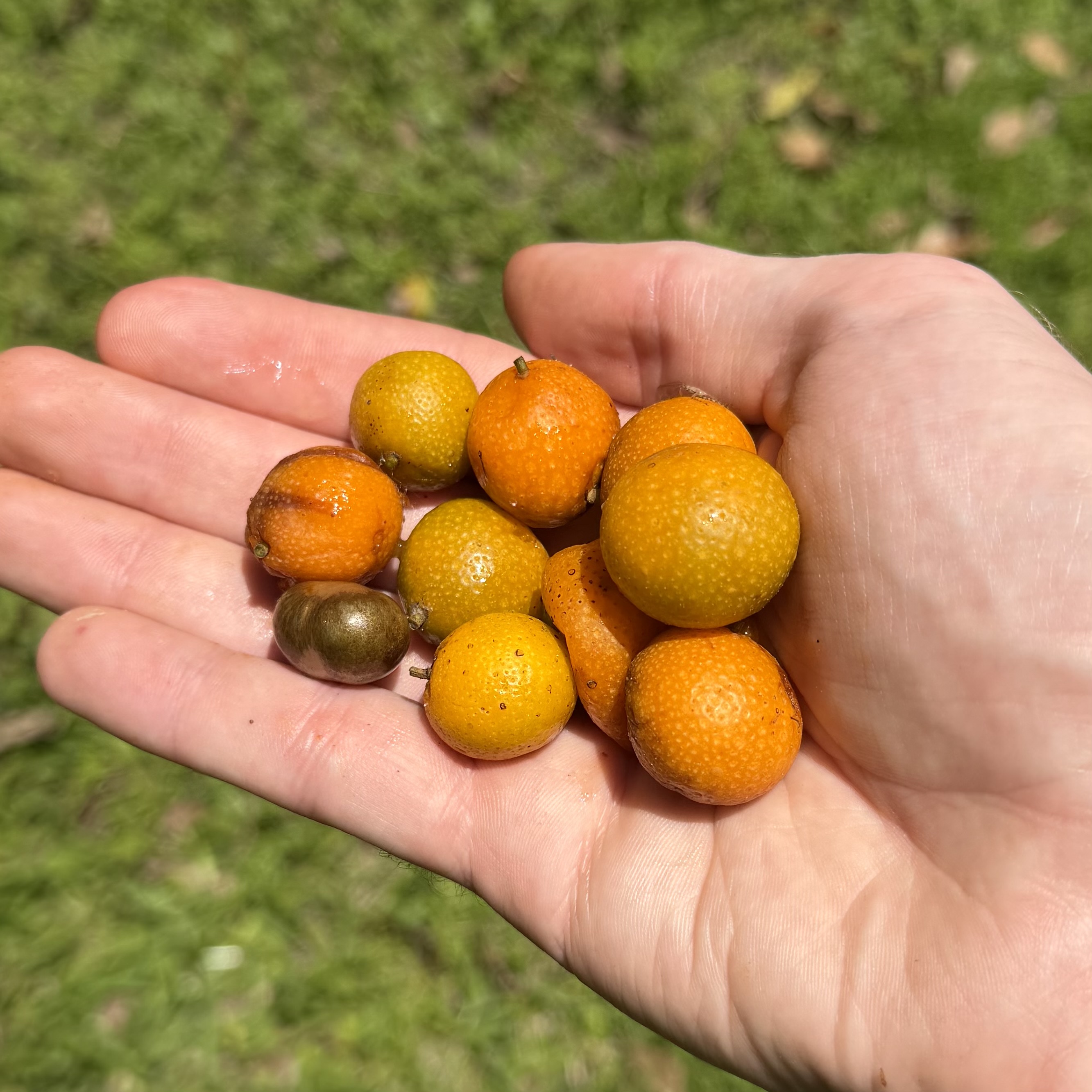 Farm fresh Brosimum alicastrum fruits from the Maya nut tree, harvested for Guatemalan seed sourcing for MayaNut™ Powder