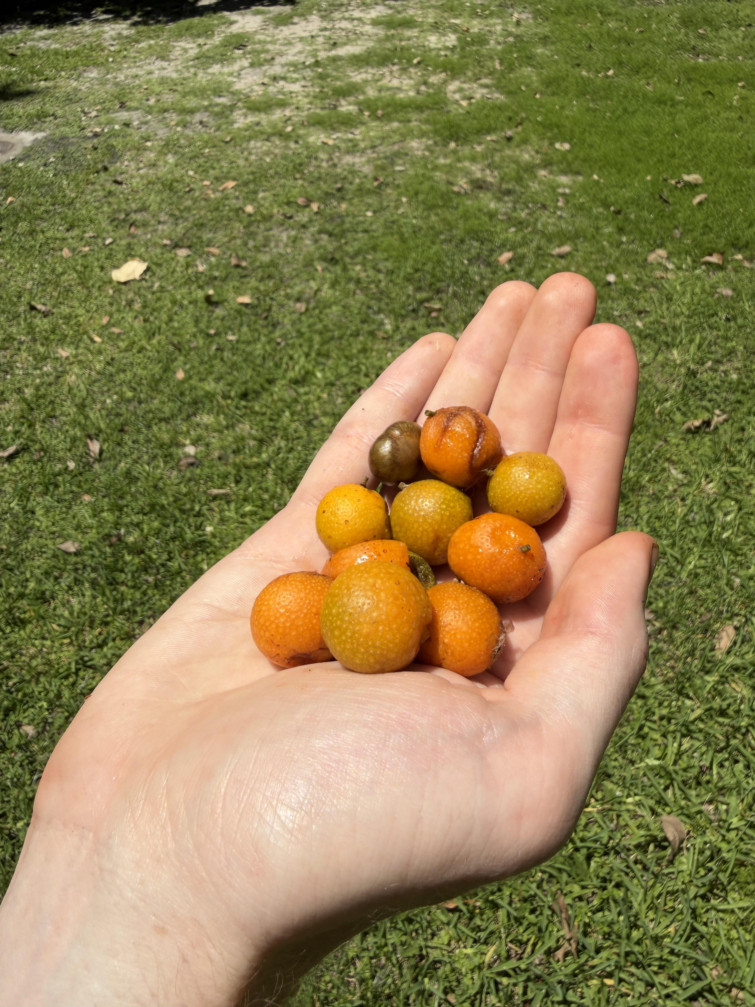 Fruit of Maya Nut breadnut tree (Brosimum alicastrum)