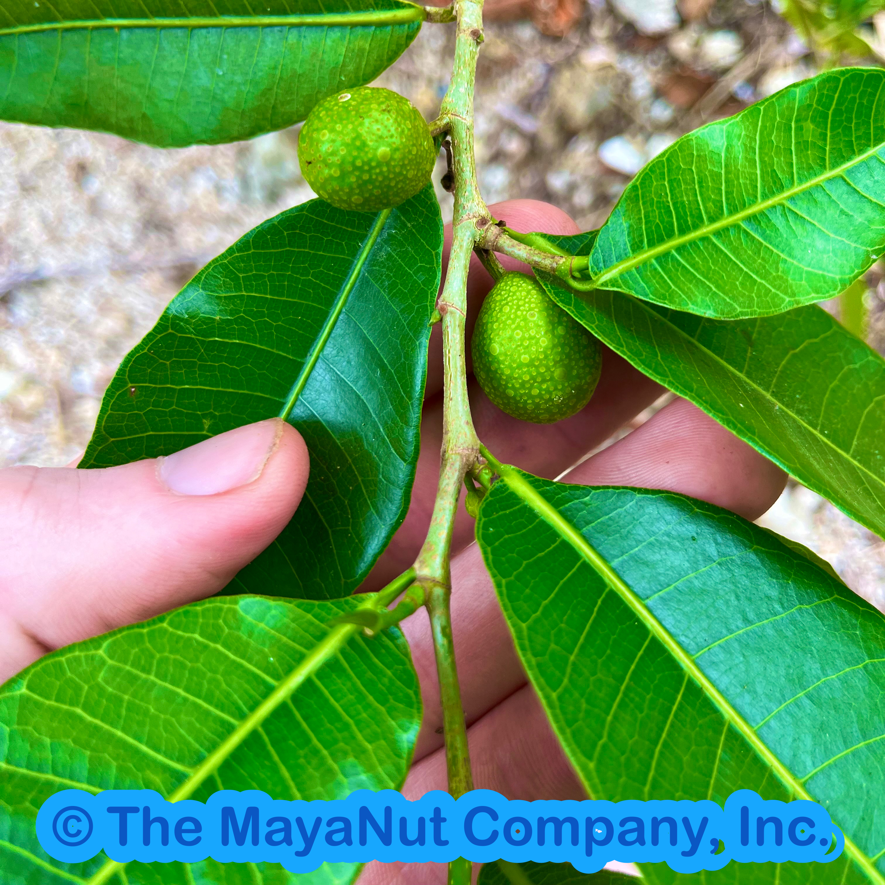 Maya nut fruit on Brosimum alicastrum tree in a tropical setting