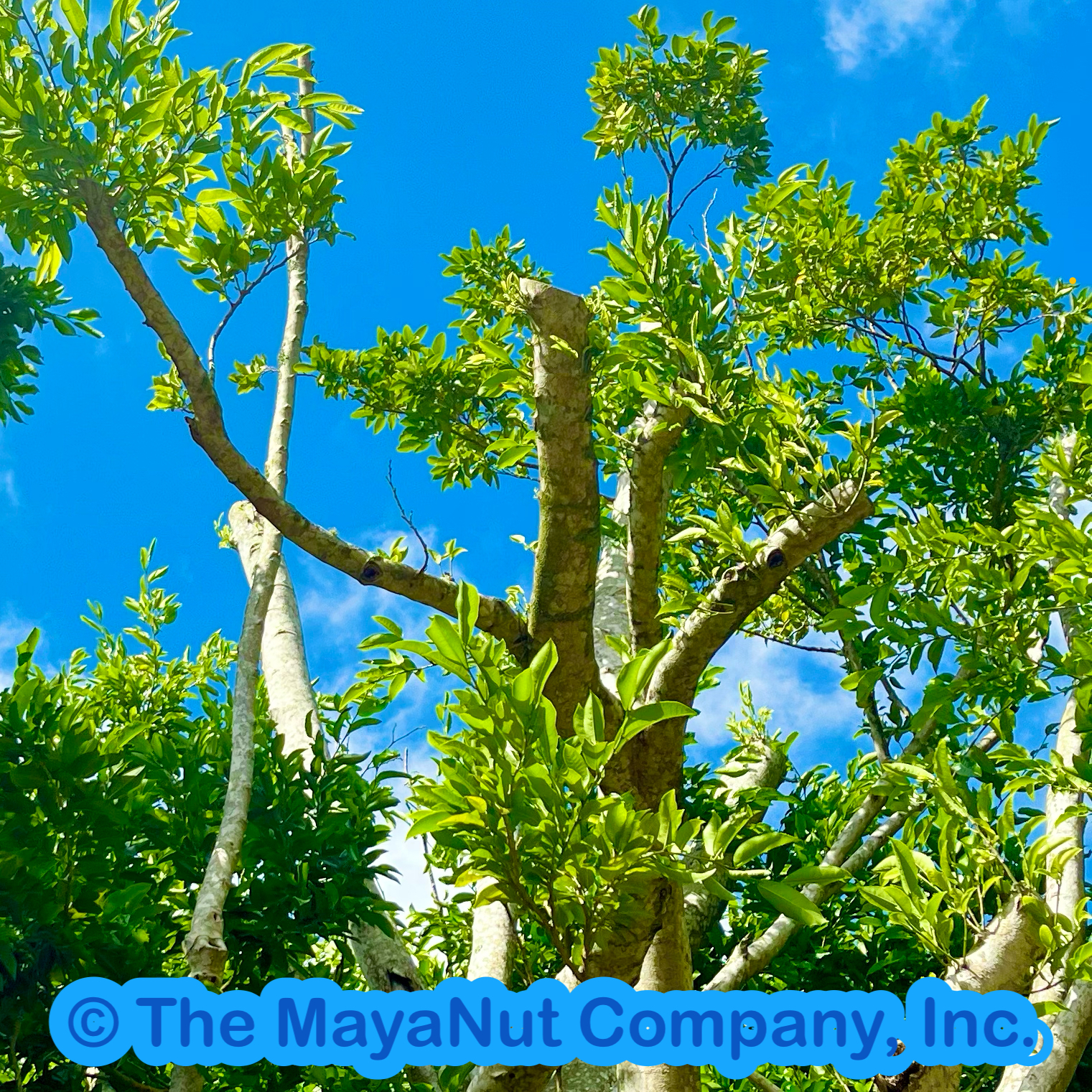 Maya nut tree Brosimum alicastrum from the Moraceae family