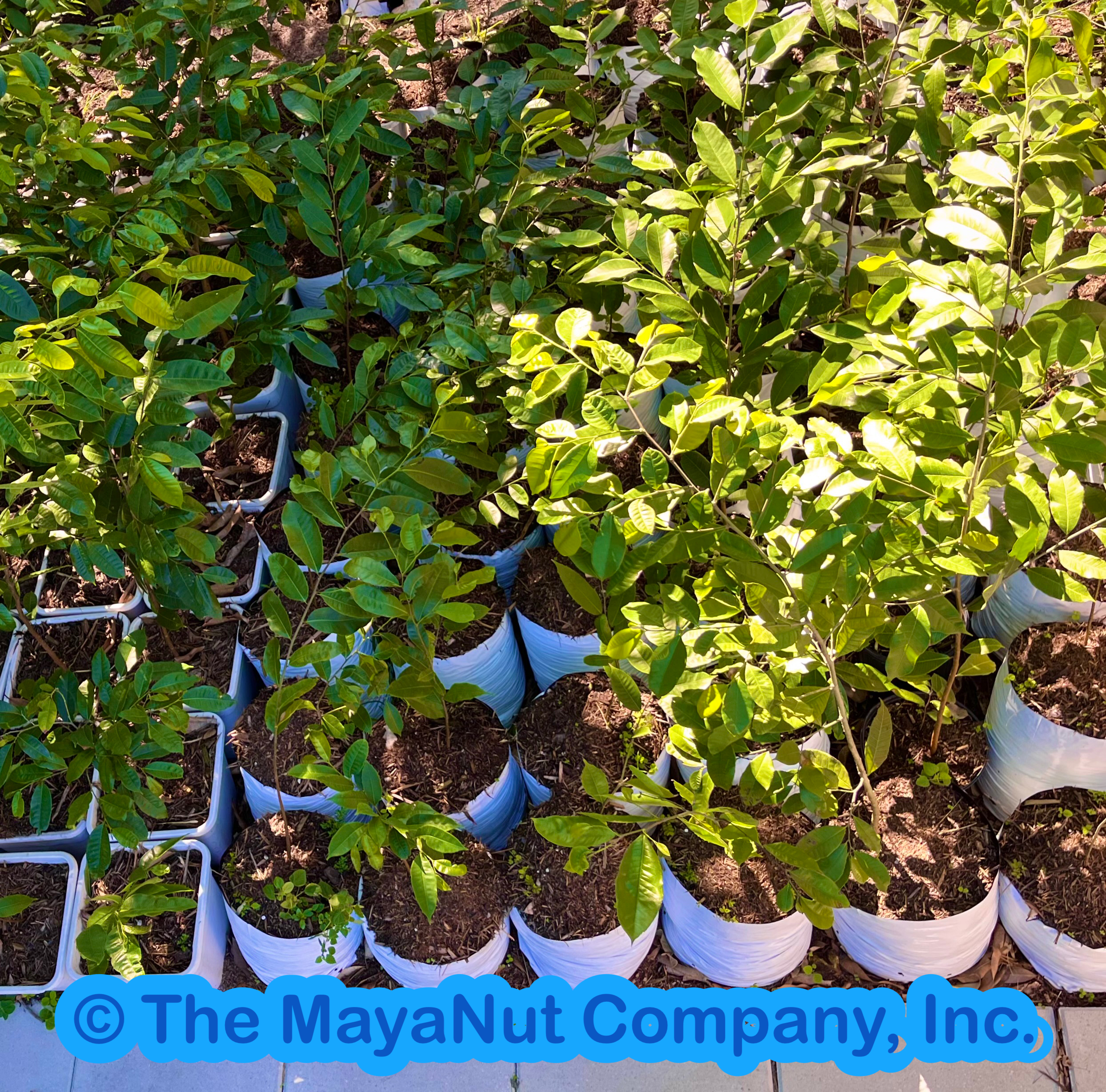 Young maya nut Brosimum alicastrum trees growing in a nursery